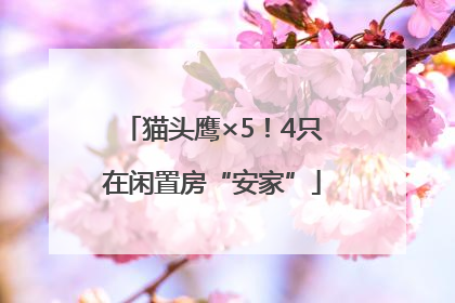 猫头鹰×5！4只在闲置房“安家”
